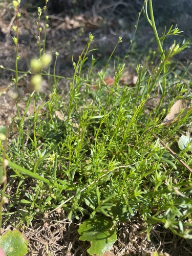 Linaria canadensis (Canada toadflax) (alternate view 5)
