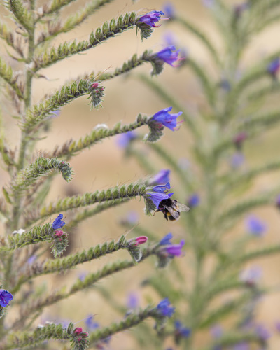 Echium vulgare (blueweed)