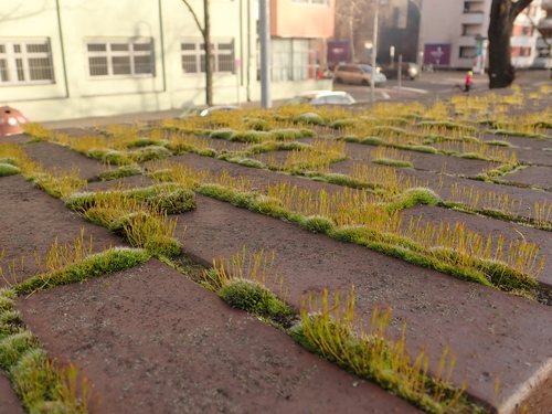 Tortula muralis (Wall Screw-moss)