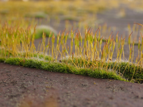 Tortula muralis (Wall Screw-moss)
