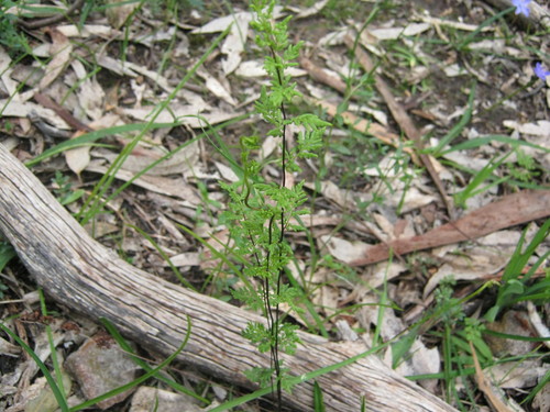 Cheilanthes sieberi (cloak fern) (alternate view 3)