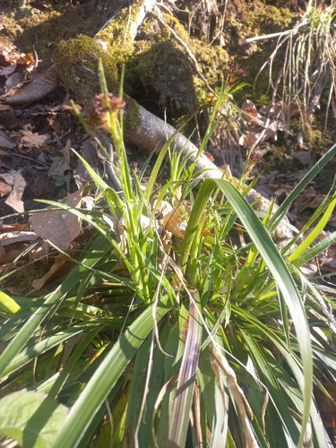 Luzula sylvatica (Great Woodrush)