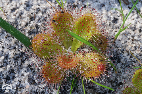 Drosera aberrans (Scented Sundew) (alternate view 7)