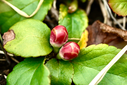 Chaenomeles (Flowering quinces) (alternate view 6)