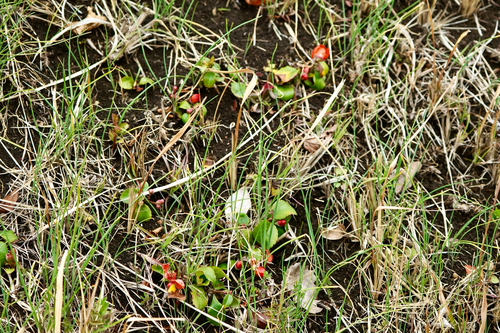 Chaenomeles (Flowering quinces) (alternate view 7)