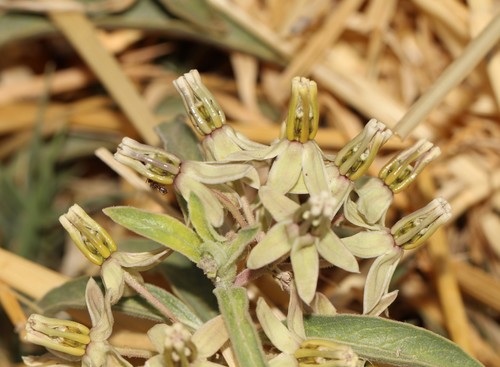 Asclepias oenotheroides (Zizotes milkweed) (alternate view 5)
