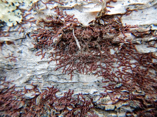 Frullania eboracensis (New York Scalewort) (alternate view 2)
