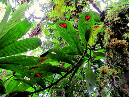 Columnea (Columnea) (alternate view 6)