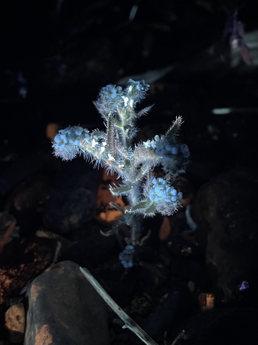 Johnstonella angustifolia (narrow-leaved cryptantha) (alternate view 4)