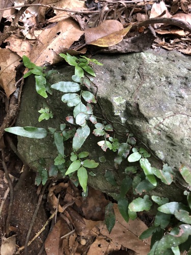 Arthropteris tenella (Climbing Fern)