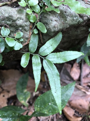 Arthropteris tenella (Climbing Fern) (alternate view 2)