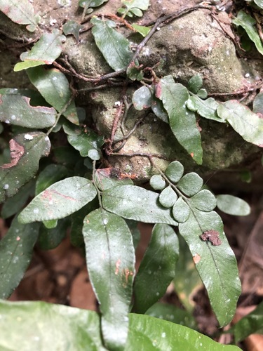 Arthropteris tenella (Climbing Fern) (alternate view 3)