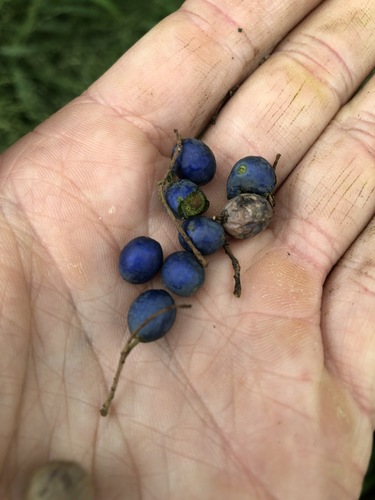 Elaeocarpus obovatus (Hard Quandong) (alternate view 9)