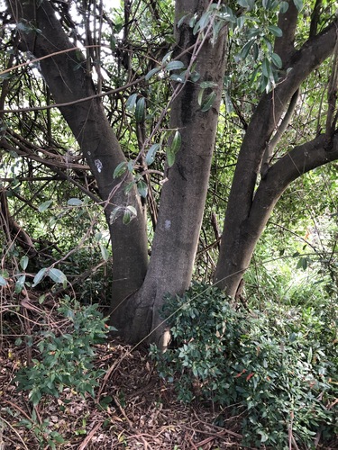 Elaeocarpus obovatus (Hard Quandong) (alternate view 6)