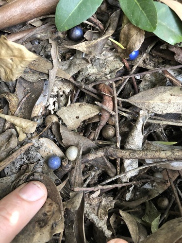 Elaeocarpus obovatus (Hard Quandong) (alternate view 7)