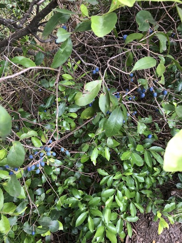 Elaeocarpus obovatus (Hard Quandong) (alternate view 8)