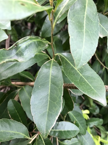 Elaeocarpus obovatus (Hard Quandong) (alternate view 10)