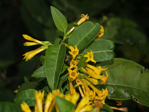 Cestrum (cestrums) (alternate view 5)