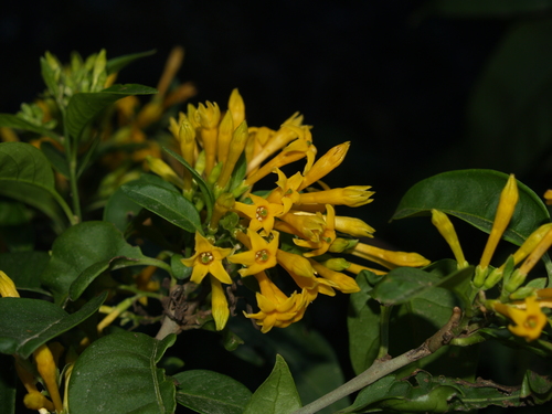 Cestrum (cestrums) (alternate view 6)