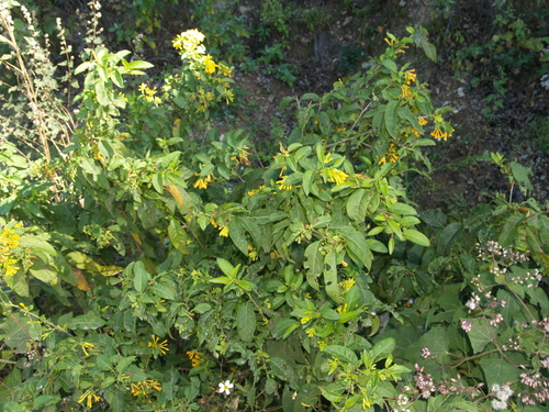 Cestrum (cestrums) (alternate view 7)