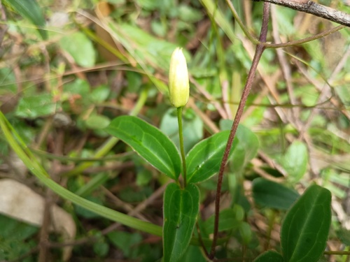 Clematis aristata (Australian Clematis) (alternate view 8)