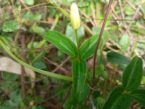 Clematis aristata (Australian Clematis) (alternate view 7)
