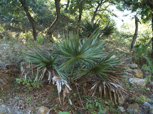 Sabal (Palmettos) (alternate view 4)