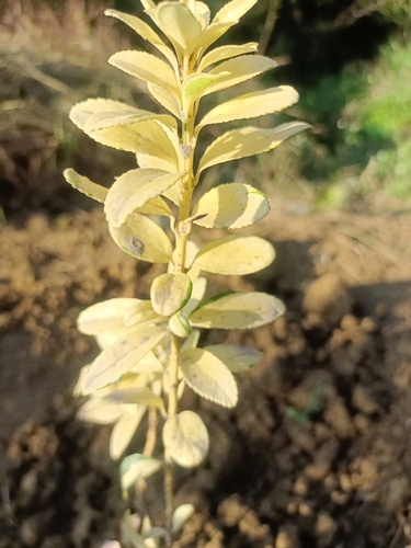Euonymus japonicus (Japanese Euonymus) (alternate view 2)