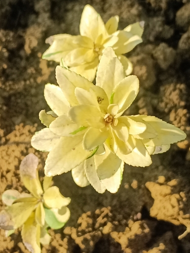 Euonymus japonicus (Japanese Euonymus) (alternate view 3)