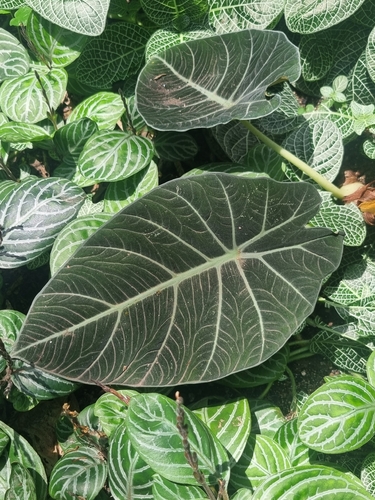 Alocasia reginula (Black Velvet Alocasia)