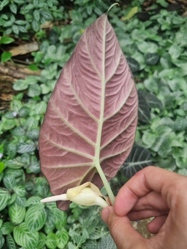 Alocasia reginula (Black Velvet Alocasia)