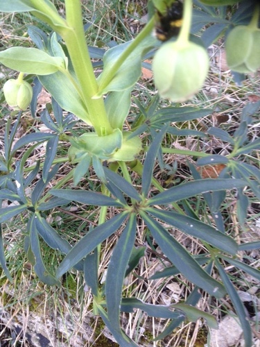 Helleborus foetidus (Stinking hellebore) (alternate view 2)