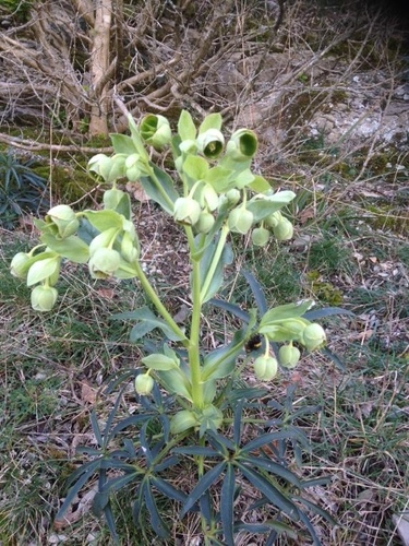 Helleborus foetidus (Stinking hellebore)