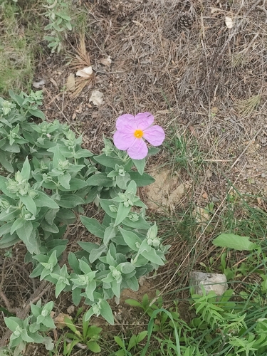 Cistus albidus (white-leaved cistus) (alternate view 3)