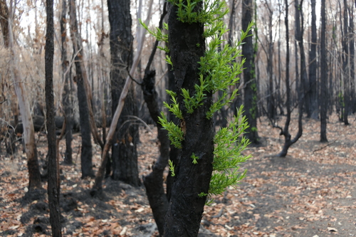 Melaleuca alternifolia (alternate view 10)