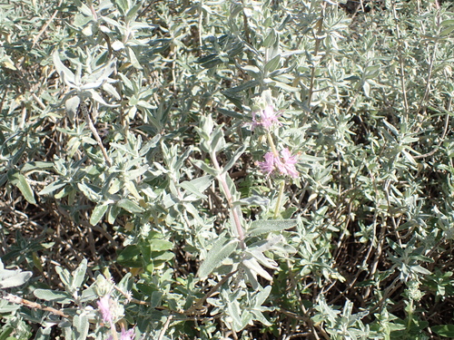 Salvia leucophylla (purple sage) (alternate view 3)