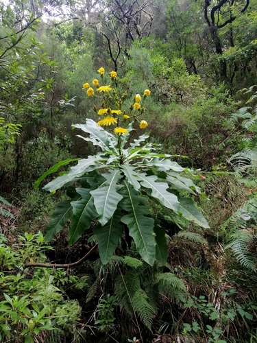 Sonchus fruticosus (alternate view 6)