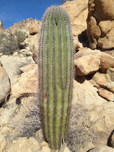 Carnegiea gigantea (saguaro)