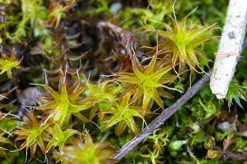 Syntrichia ruraliformis (Sand-hill Screw-moss)