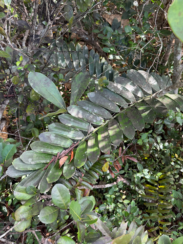 Zamia furfuracea (Cardboard Palm Tree)