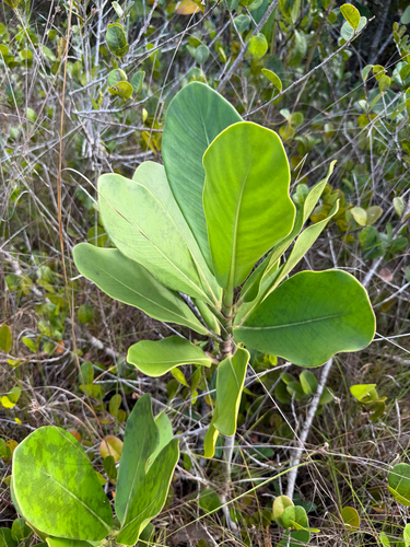 Clusia rosea (Autograph Tree)