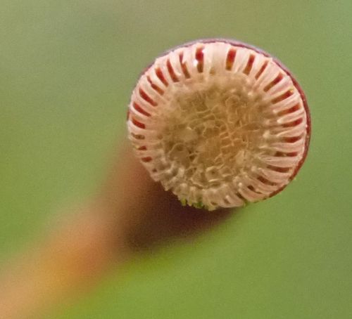 Atrichum undulatum (Catherine's moss)