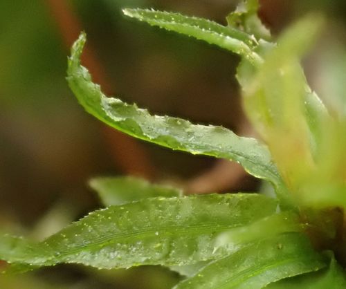 Atrichum undulatum (Catherine's moss)