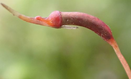 Atrichum undulatum (Catherine's moss)