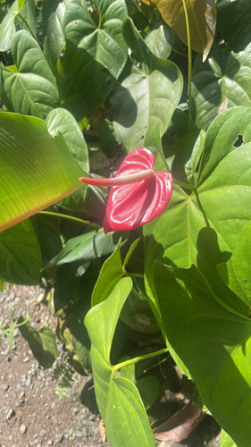 Anthurium andraeanum (Flamingo Flower)
