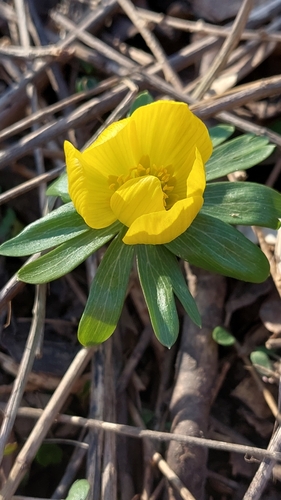 Eranthis hyemalis (Winter Aconite)