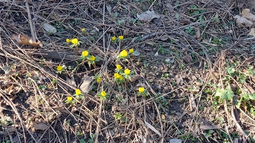 Eranthis hyemalis (Winter Aconite)