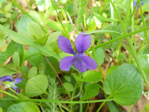 Viola adunca (Early Blue Violet)