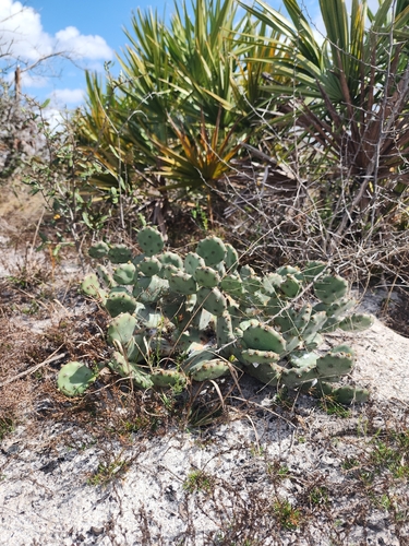 Opuntia austrina (Florida Pricklypear) (alternate view 3)