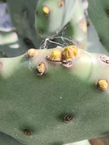 Opuntia austrina (Florida Pricklypear) (alternate view 4)
